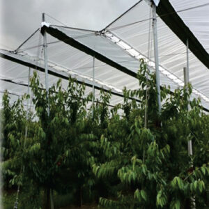 Pear Orchard  STRUCTURE