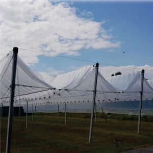 Grapes Orchard  SLIDING STRUCTURE