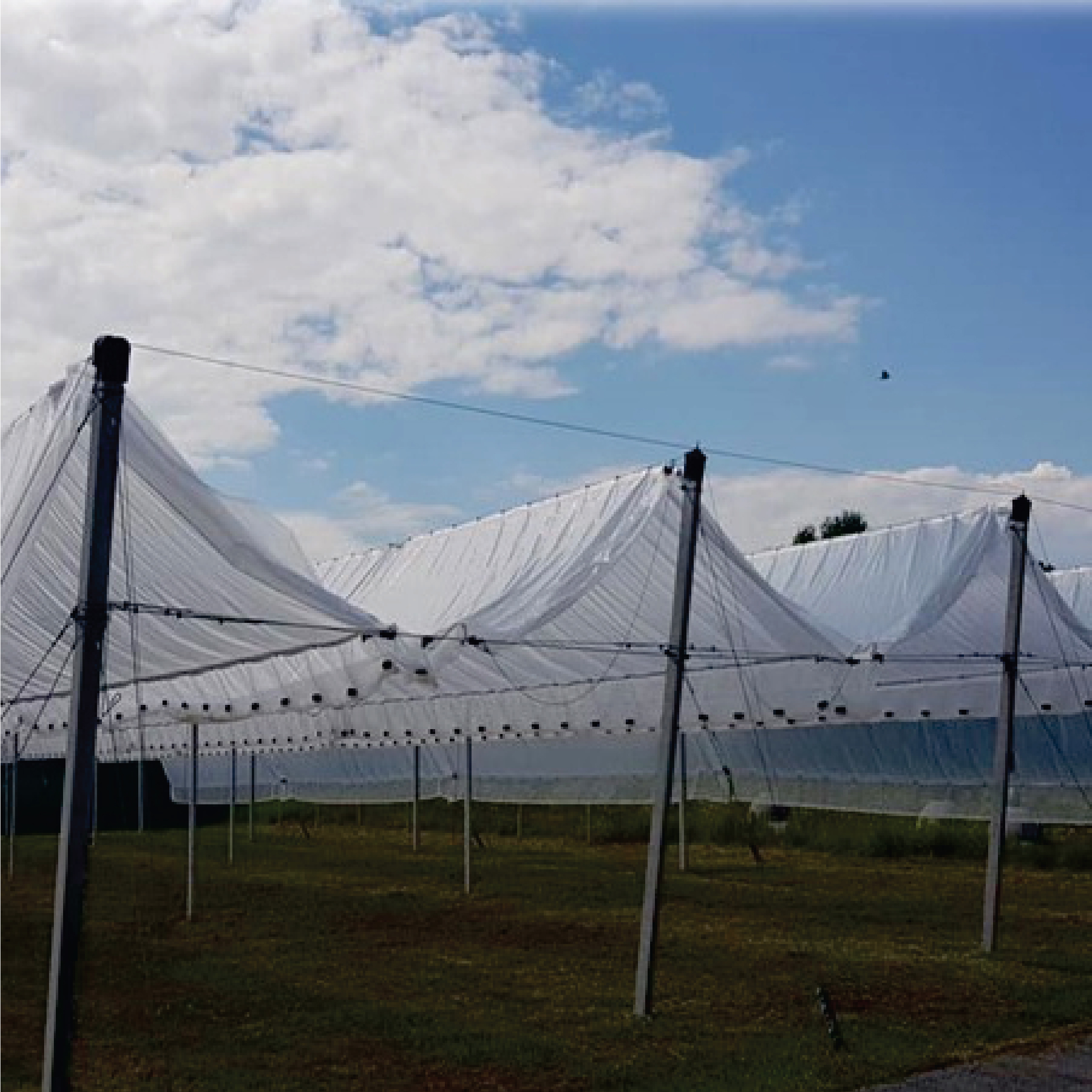 Grapes Orchard  SLIDING STRUCTURE