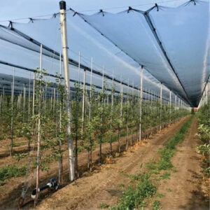 Apple  ORCHARD STRUCTURE