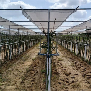 Dragon Fruits  ORCHARD STRUCTURE