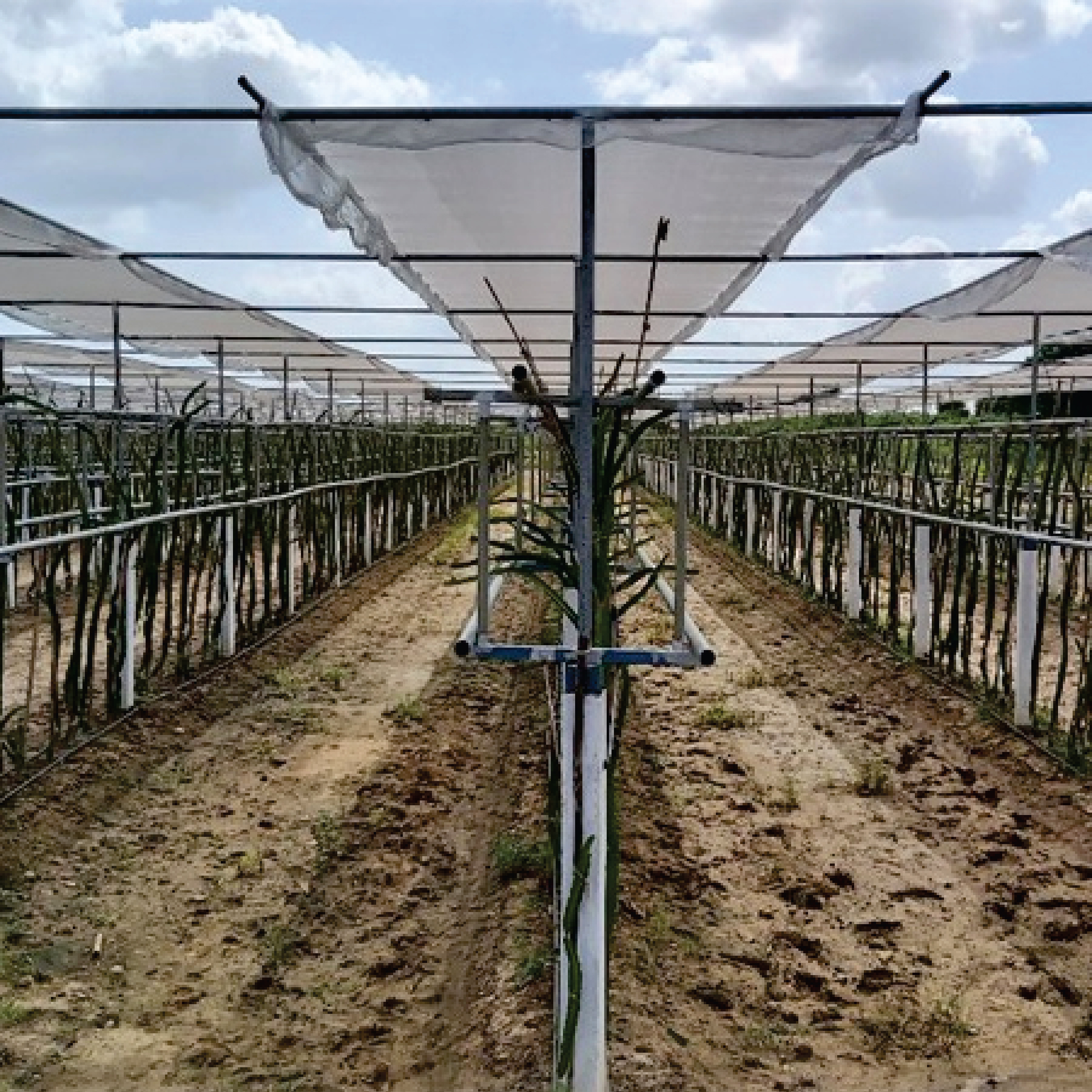 Dragon Fruits  ORCHARD STRUCTURE